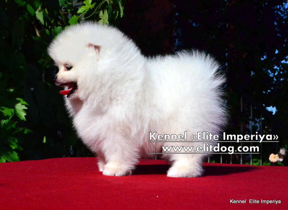 teddy teacup pomeranian for sale pomeranian shpic breeds picture teddy teacup pomeranian for sale pomeranian shpic breeds picture